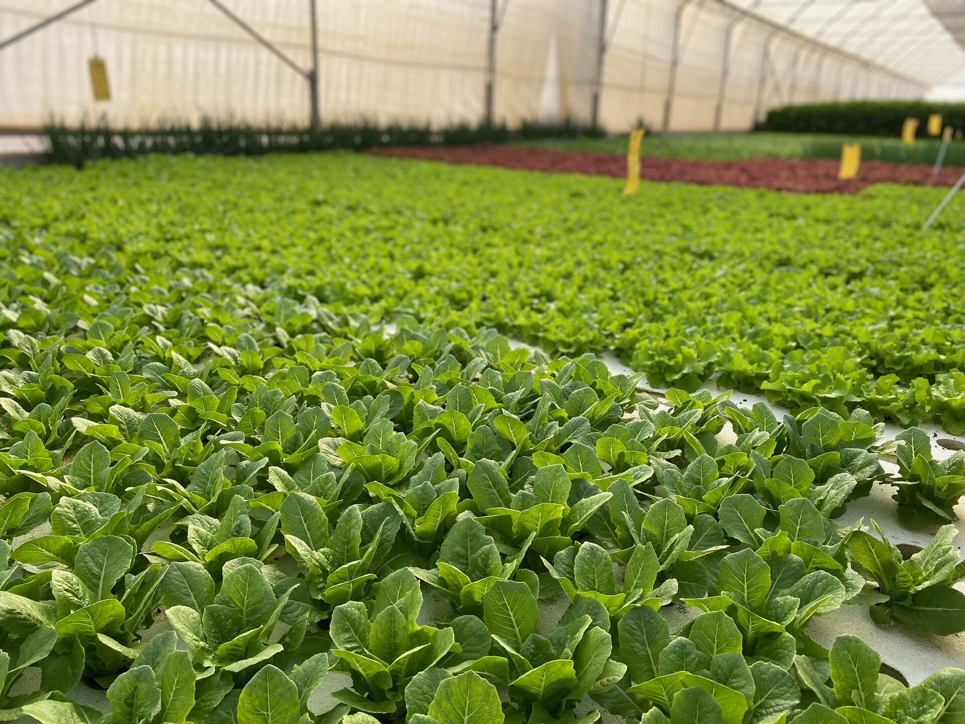Young cos lettuce growing in Ezulwini Africa's aquaponic system in Dullstroom, Mpumalanga