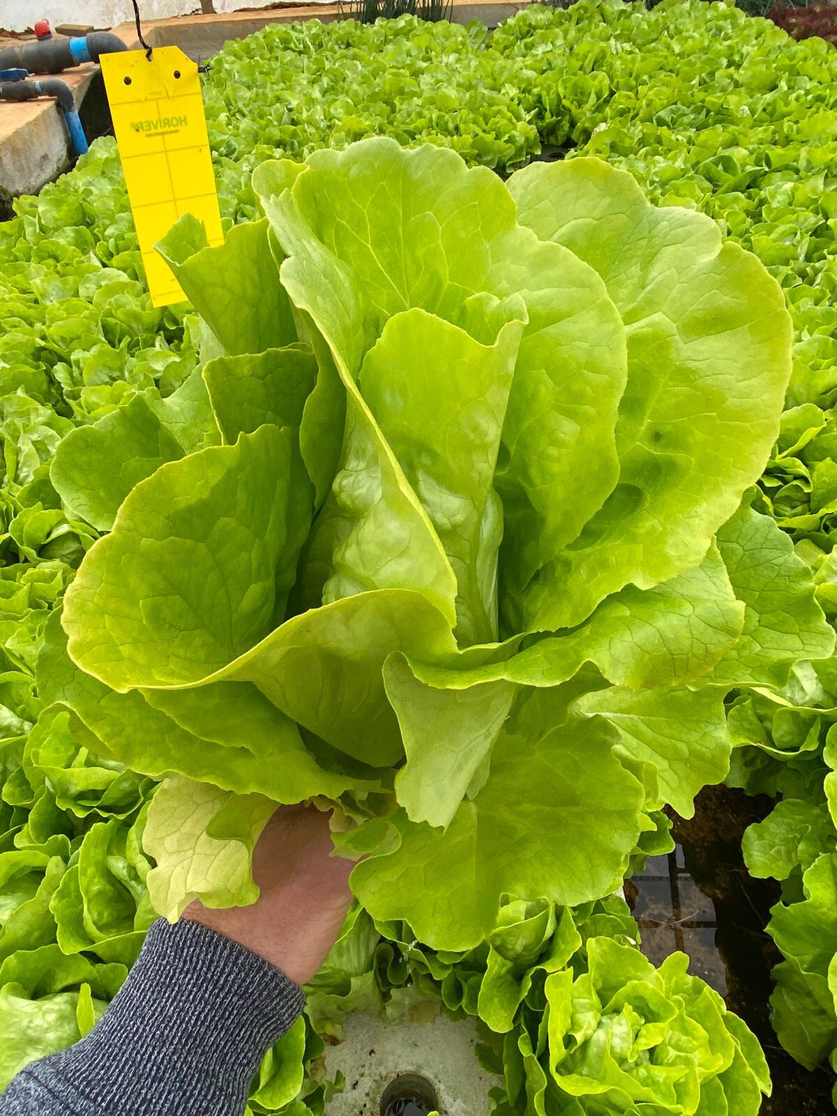 Freshly harvested butter lettuce head held above growing beds at Ezulwini Africa's aquaponic farm in Dullstroom