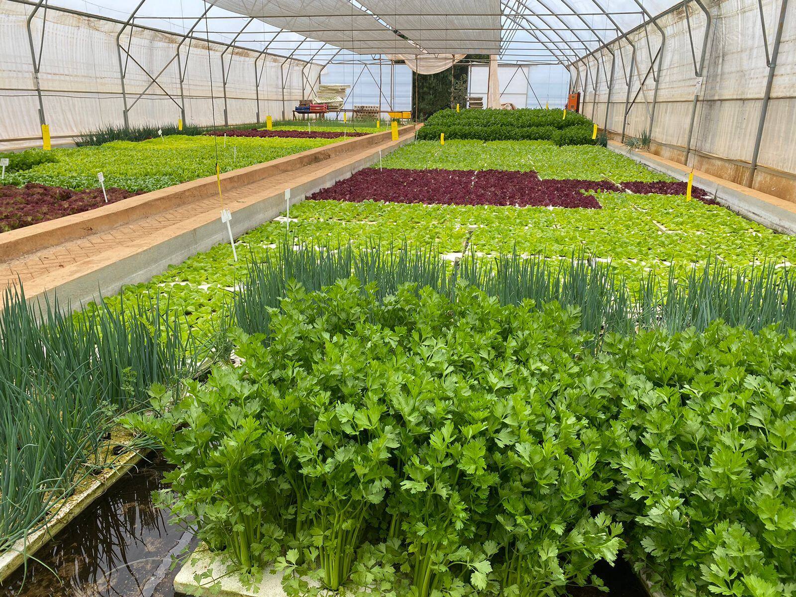 Deep water culture beds full of lettuce, celery and spring onion inside Ezulwini Africa's aquaponic tunnel in Dullstroom, Mpumalanga