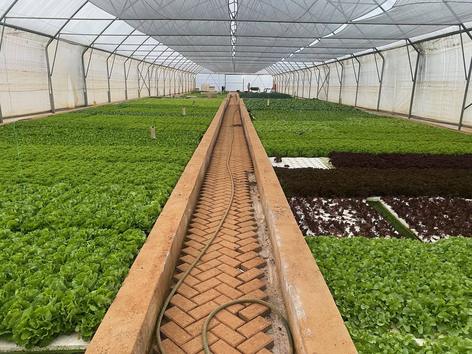 Commercial-scale deep water culture lettuce production inside Ezulwini Africa's aquaponic farm in Dullstroom, Mpumalanga