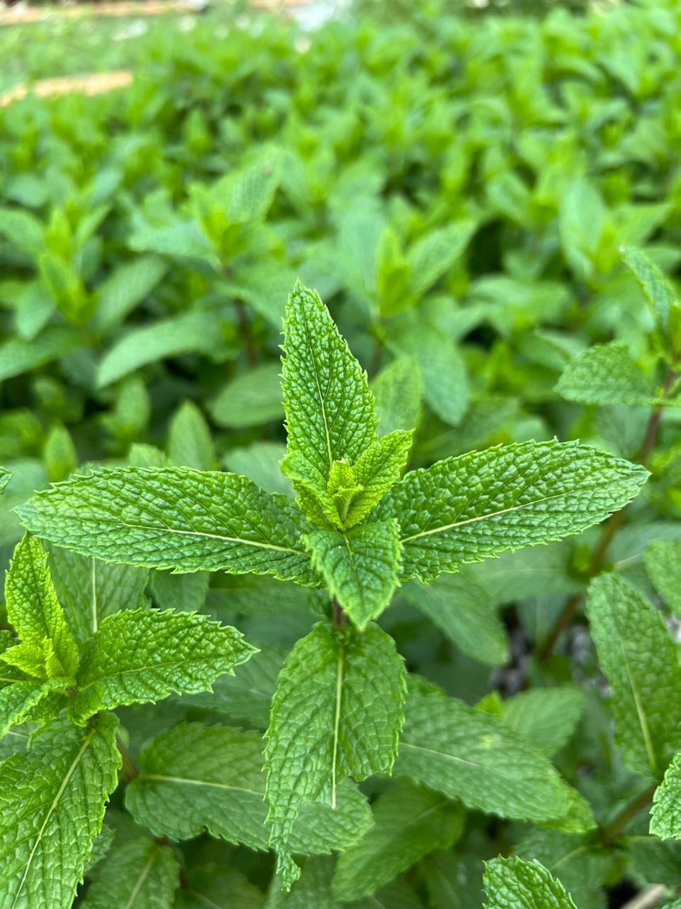 Fresh mint growing at Ezulwini Africa