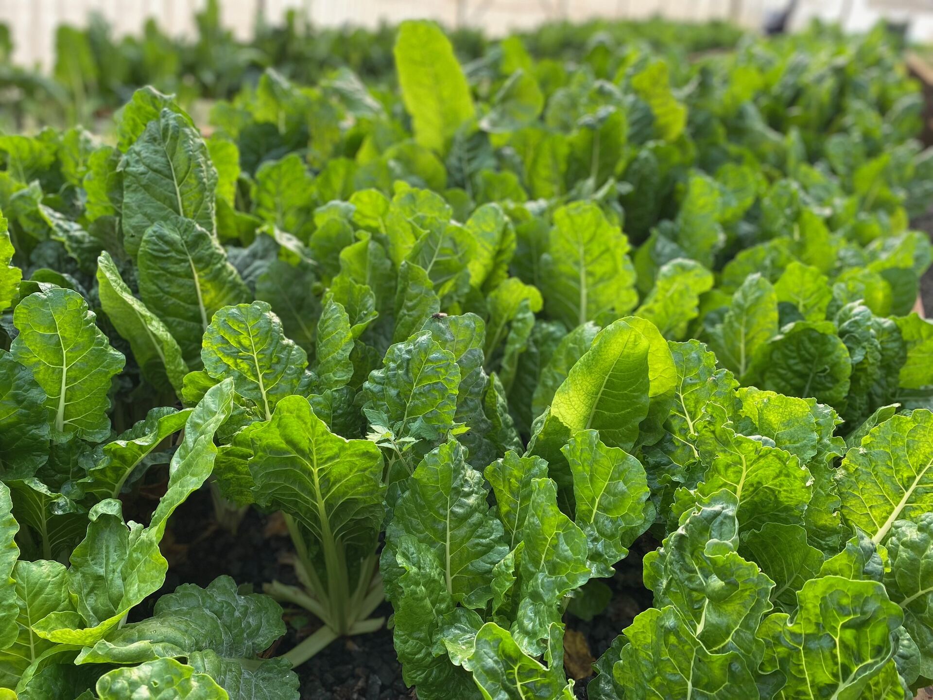 Lush spinach and leafy greens growing at Ezulwini Africa's farm in Dullstroom, Mpumalanga