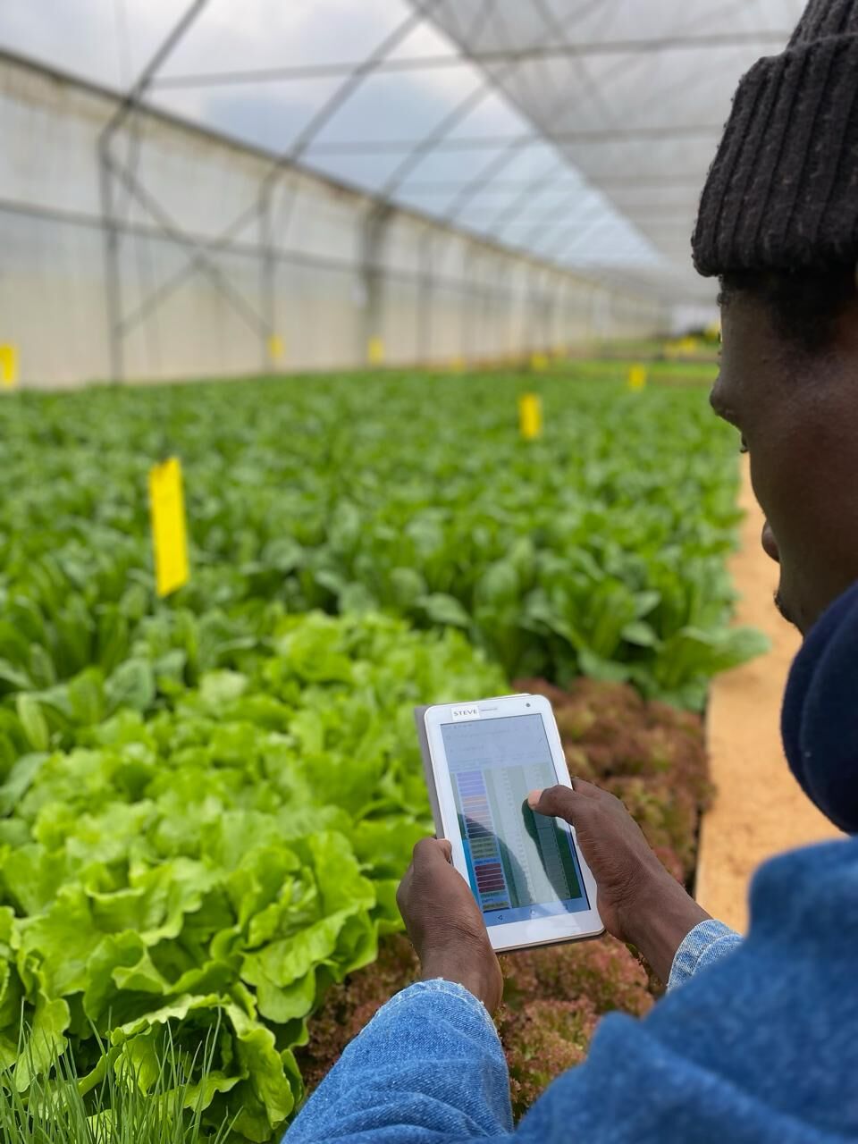 Ezulwini Africa team member collecting crop data on a tablet between lettuce beds in the Dullstroom aquaponic farm