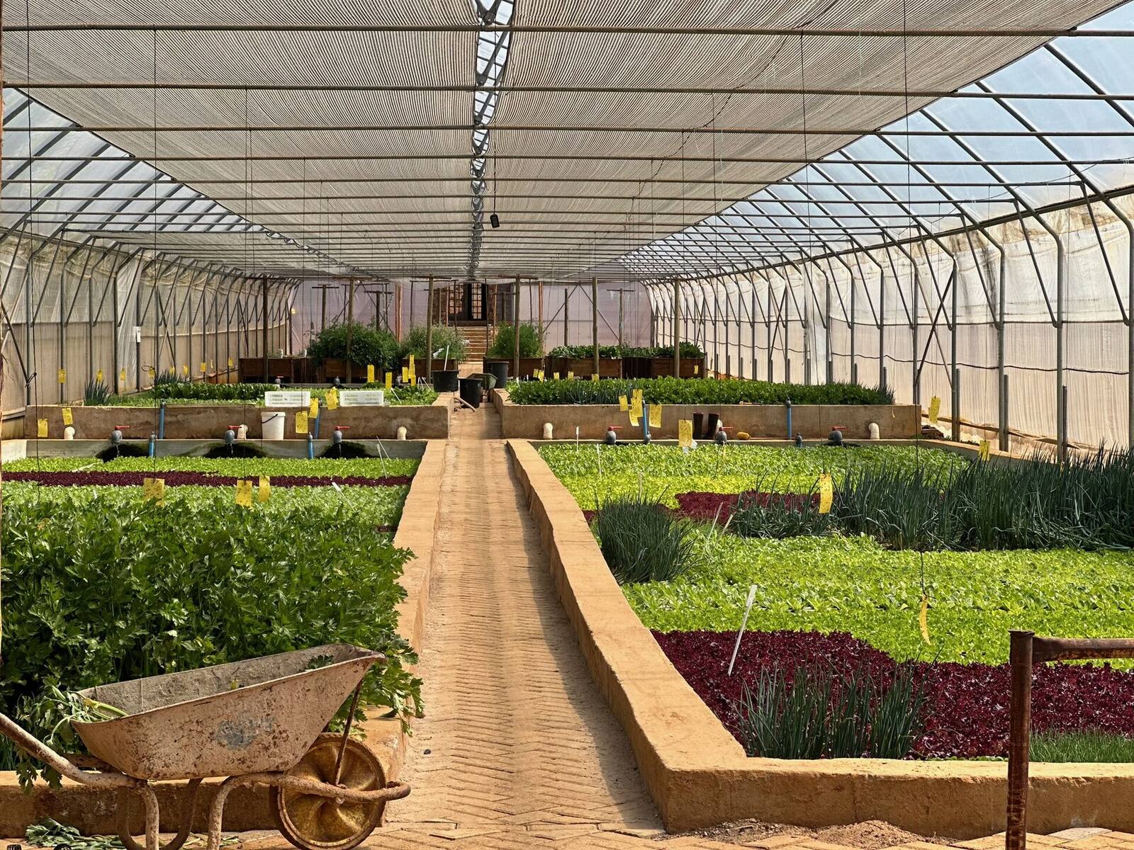 Aquaponic growing tunnel at Ezulwini Africa in Dullstroom with beds of lettuce, herbs and leafy greens
