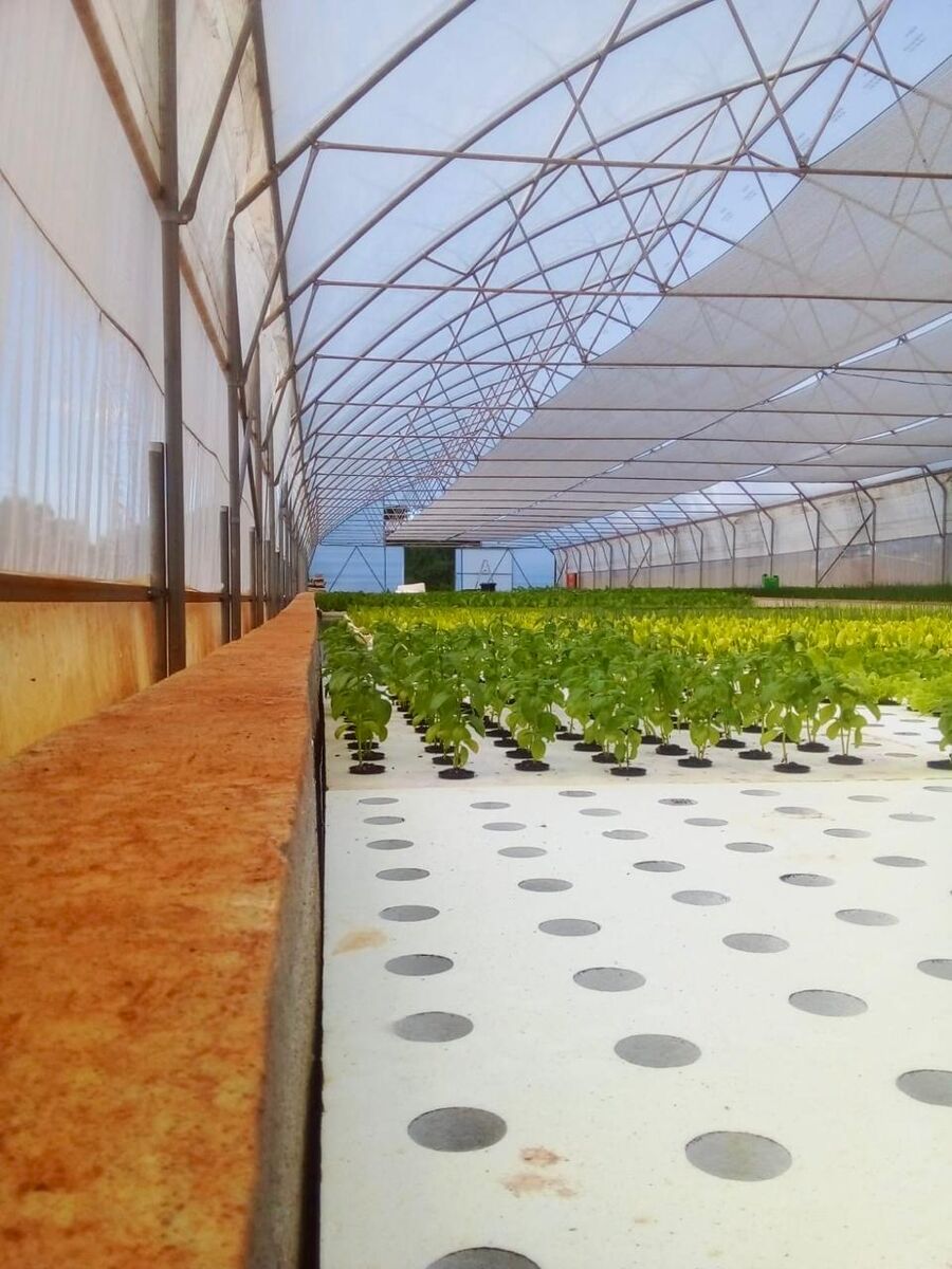 Fresh produce growing in Ezulwini Africa's aquaponic tunnel in Dullstroom