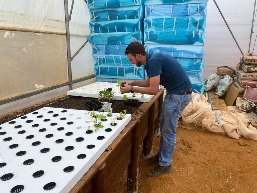 First transplant into the aquaponic growing system at Ezulwini Africa