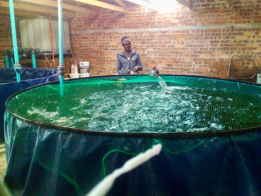 Ezulwini Africa team member feeding fish in the aquaponic system