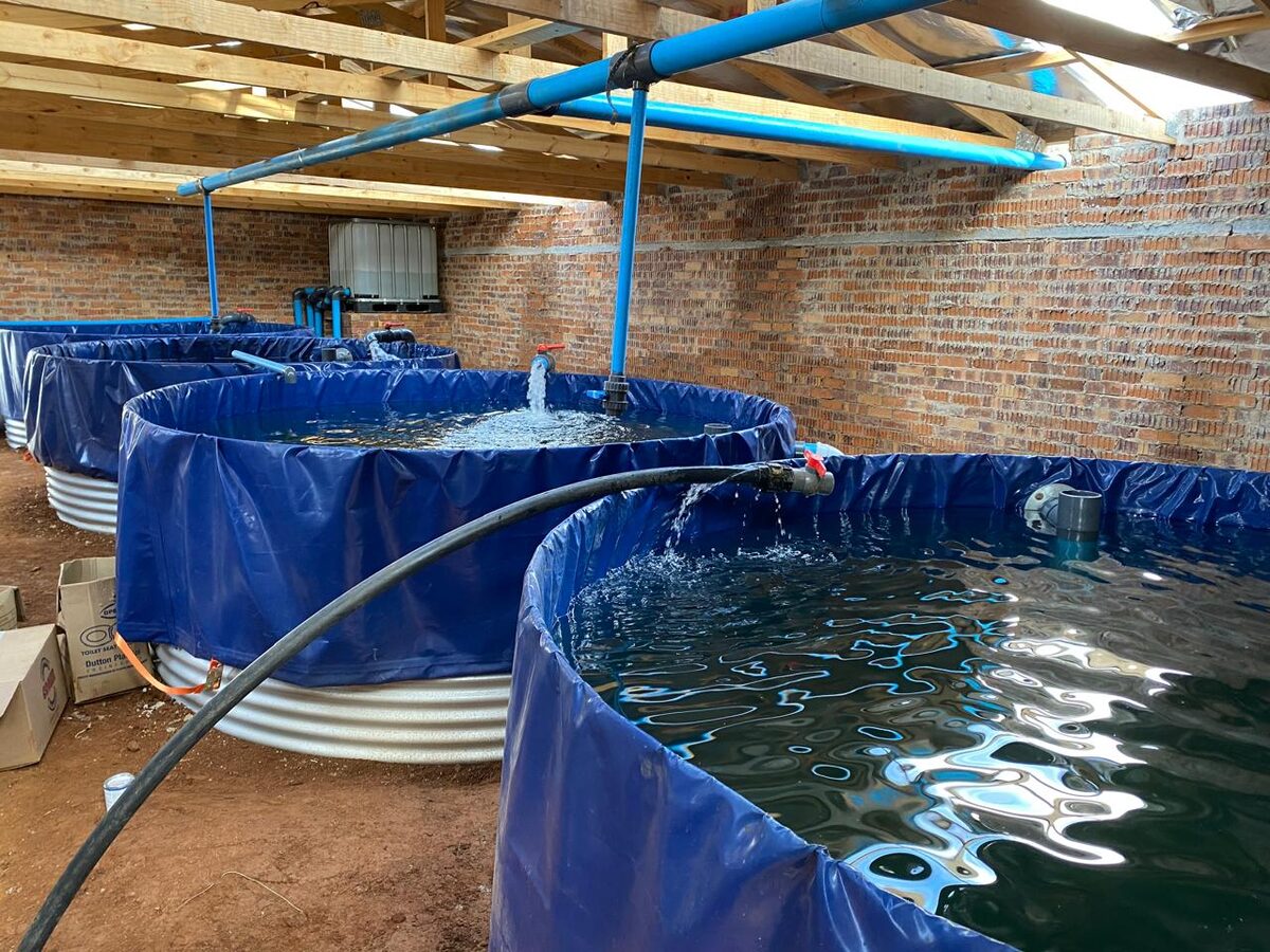 Aquaponic fish tanks inside the Ezulwini Africa fish shed in Dullstroom