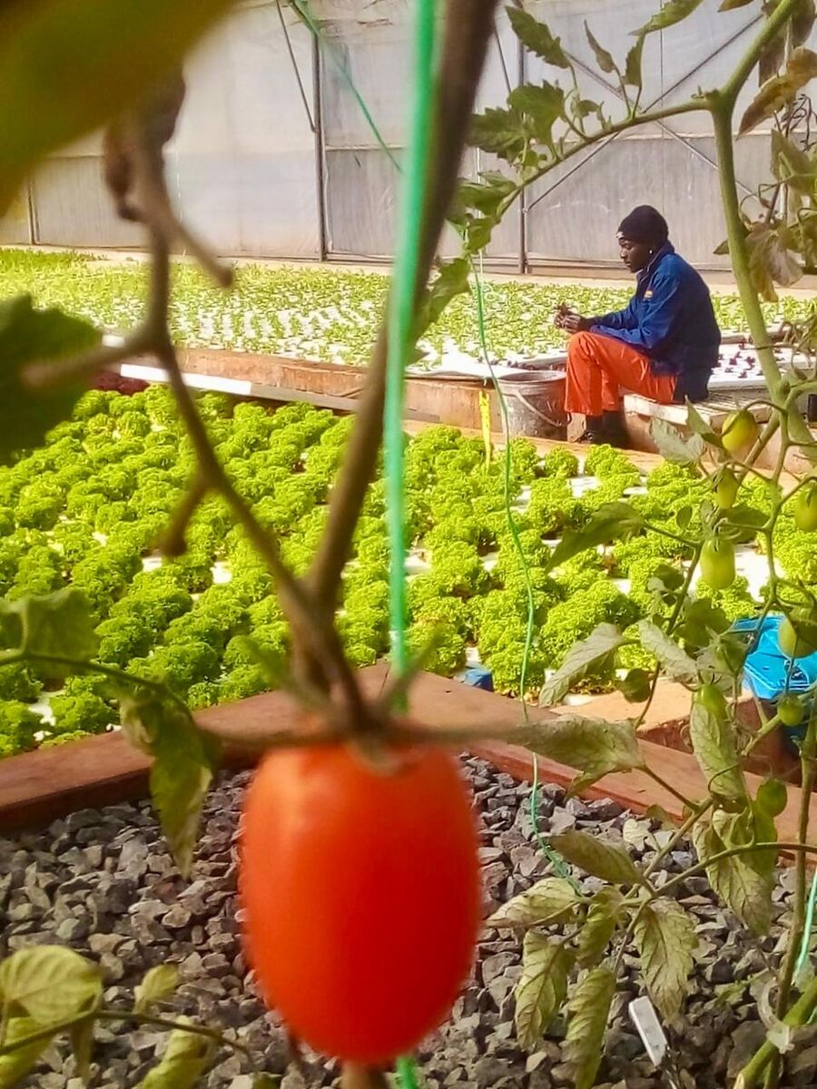 Ezulwini Africa team member working inside the aquaponic growing tunnel with lettuce and tomatoes